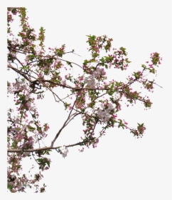 Transparent Peach Tree Png - Tree Close Png, Png Download, Free Download
