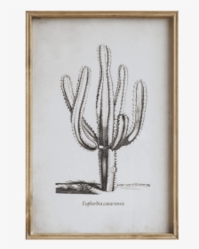 Euphorbia Canariensis Cactus Print"     Data Rimg="lazy"  - Picture Frame, HD Png Download, Free Download