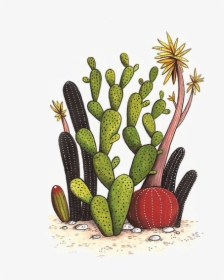 Cactaceae Drawing Watercolor Painting - Cactus Drawing Transparent Background, HD Png Download, Free Download