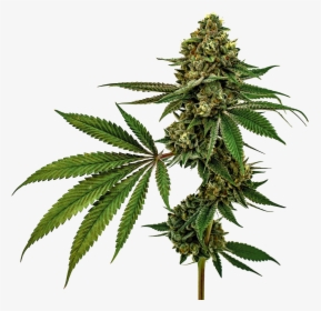 Cannabis, HD Png Download, Free Download