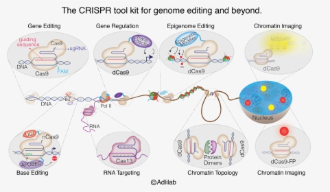 Crispr Tool Kit For Genome Editing, HD Png Download, Free Download