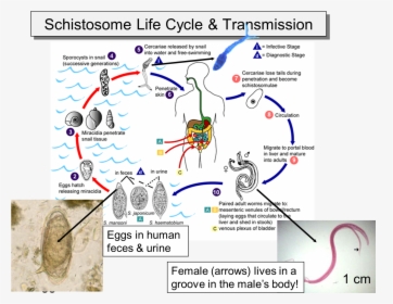 Schistosomiasis Life Cycle, HD Png Download, Free Download