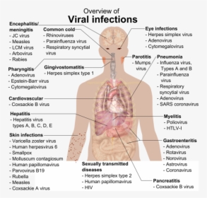 Overview Of Viral Infections, HD Png Download, Free Download