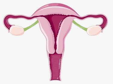 Transparent Vagina Clipart - Adnexa Meaning, HD Png Download, Free Download
