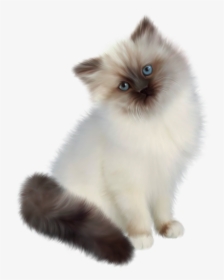 Kitten Transparent Png Clipart - Siamese White Persian Cat, Png Download, Free Download