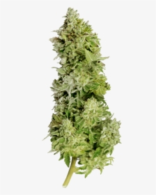Beast Mode Auto Feminized Seeds - Hornwort, HD Png Download, Free Download