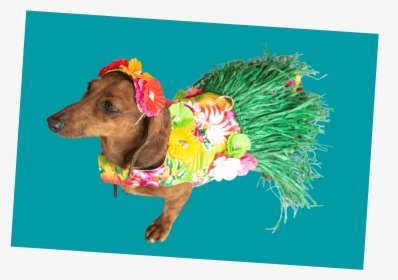 Small Dog In A Grass Skirt - Dachshund, HD Png Download, Free Download