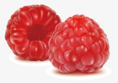 Raspberry Drawing Blackberry Fruit - 산딸기 일러스트, HD Png Download, Free Download