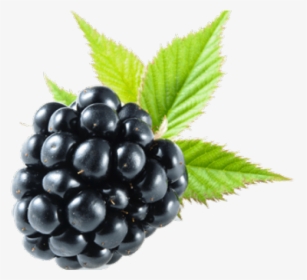 Blackberry Fruit Png Transparent Images - Blackberry Png, Png Download, Free Download
