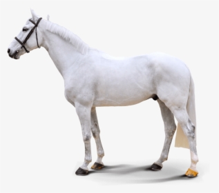 Transparent Baby Horse Png - Stallion, Png Download, Free Download