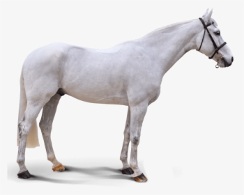 Baby Blue - Stallion, HD Png Download, Free Download
