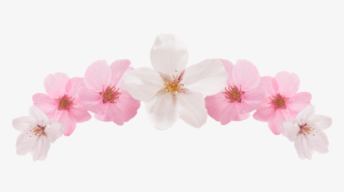 Editing, Cute Pngs, Bnw - Impatiens, Transparent Png, Free Download