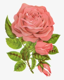 Overlay, Png, And Transparent Image - Followers Rose, Png Download, Free Download