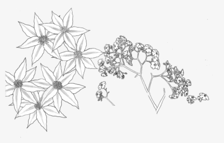 Tumblr Transparent Flower Drawing Download - Cluster-lilies, HD Png Download, Free Download