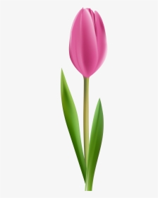 Clip Art Picture Transparent Library - Pink Tulip Flower Png, Png Download, Free Download