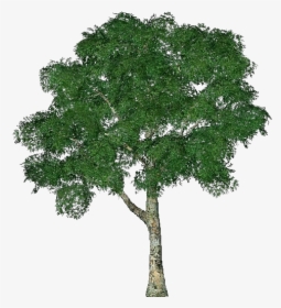 3d Trees - Common Plantain - Acca Software - Tree 3d Png, Transparent Png, Free Download
