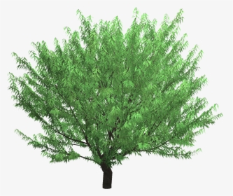 Transparent 3d Tree Png - American Larch, Png Download, Free Download