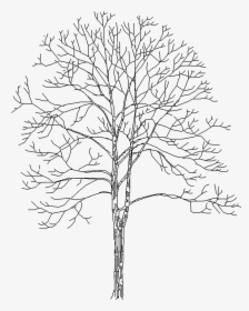 Tree 4153d View"  Class="mw 100 Mh 100 Pol Align Vertical - Black Trees Elevation Png, Transparent Png, Free Download