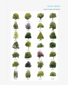 Dosch 3d Trees & Conifers V3 For Artlantis Download - Nombres E Imágenes De Árboles, HD Png Download, Free Download