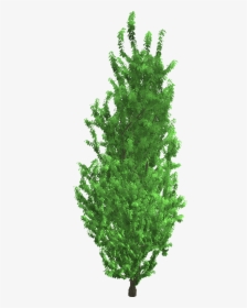 Christmas Tree, HD Png Download, Free Download