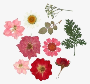 Flowers And Transparent Image - Dried Pressed Flower Png, Png Download, Free Download