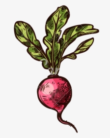 Radish Vector Sketch Vegetable Icon - Beet Greens, HD Png Download, Free Download