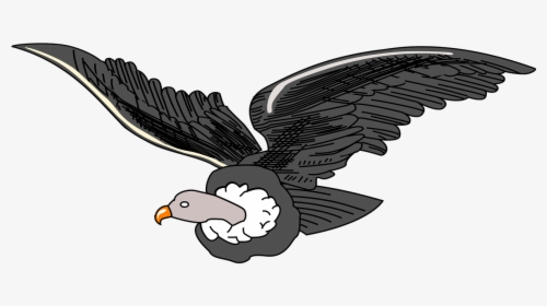 Andean Condor Clipart, HD Png Download, Free Download