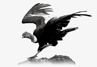 Condor De Los Andes Bolivia, HD Png Download, Free Download