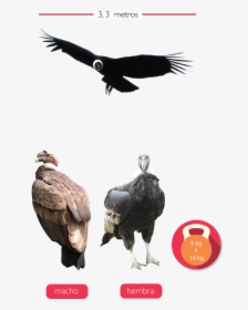 Condor Hembra Y Macho, HD Png Download, Free Download