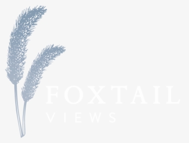 Foxtail Views - Phragmites, HD Png Download, Free Download