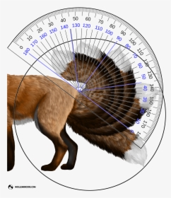 Red Fox Tail Curl Angle Calculations - Protractor With One Line, HD Png Download, Free Download