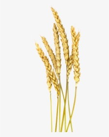 Vector Wheat Barley - Barley Wheat Png, Transparent Png, Free Download
