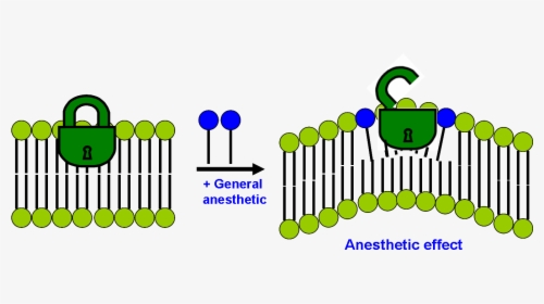 Modern Lipid Hypothesis Of Mechanism Of General Anesthesia, HD Png Download, Free Download