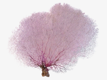 Coral Vector Sea Fan, HD Png Download, Free Download