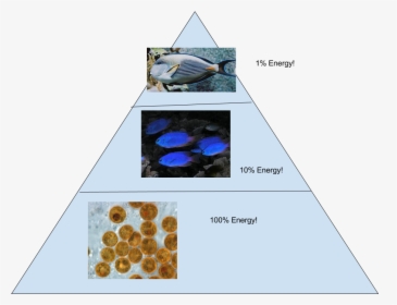 And This Is Our Corresponding Energy Pyramid - Energy Pyramid Of The Coral Reef, HD Png Download, Free Download