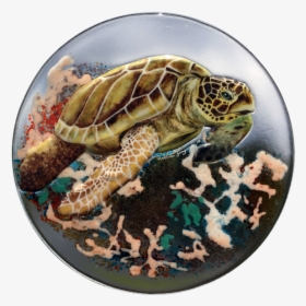 Sea Turtle With Coral In Browns - Kemp's Ridley Sea Turtle, HD Png Download, Free Download