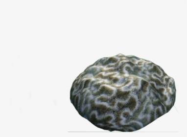 Brain Coral, HD Png Download, Free Download