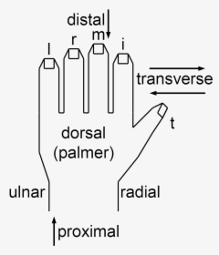 Anatomical String Figure Locations, Left Hand - Parallel, HD Png Download, Free Download