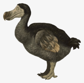 Png Dodo Pluspng - Dodo Png, Transparent Png, Free Download