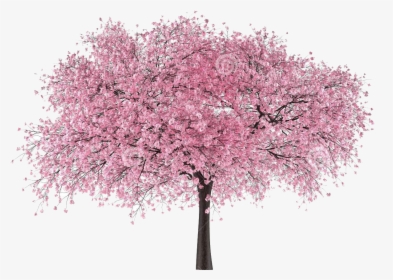 Japan Tree Sakura Png - Cherry Blossom Tree Png, Transparent Png, Free Download