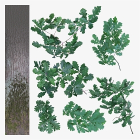 Clip Art Cutout Quercus A Png - Leaf Texture Pack Free, Transparent Png, Free Download