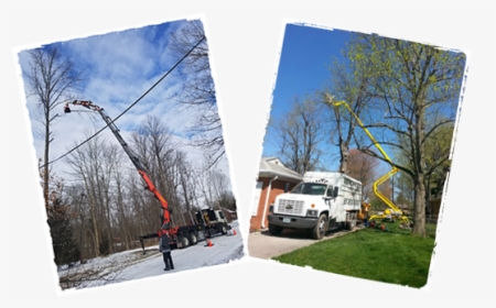 Tree Service Estimate Indianapolis - Tree, HD Png Download, Free Download