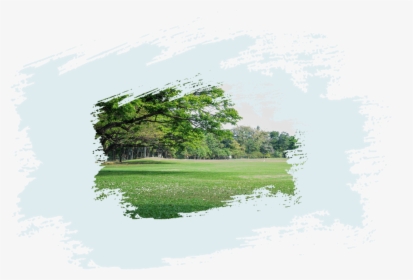 Tree, HD Png Download, Free Download