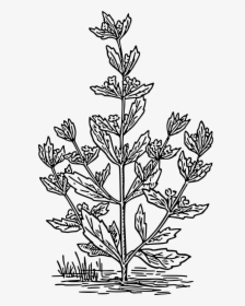 Herbaceous Plant Line Drawing, HD Png Download, Free Download