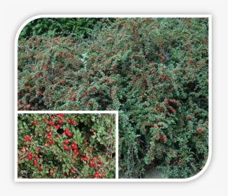 Picture - Cotoneaster, HD Png Download, Free Download