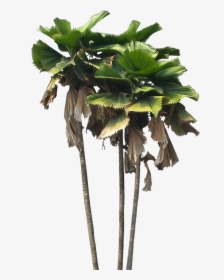 Jungle Trees Png, Transparent Png, Free Download