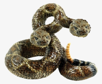 Rattler - Two Headed Rattlesnakes Fallout, HD Png Download, Free Download