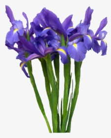 Lirios Azules - Iris Versicolor, HD Png Download, Free Download