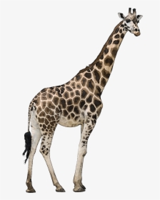 Wild Animal Png - Masai Giraffe Transparent Background, Png Download, Free Download