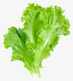 Lettuce Leaf Vegetable Salad Transparent Background - Lettuce Png, Png Download, Free Download